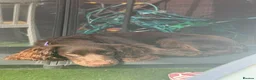Cocker Spaniel dogs for sale: Chocolate cocker spaniel puppy 10 months old in Dagenham - Advert 4
