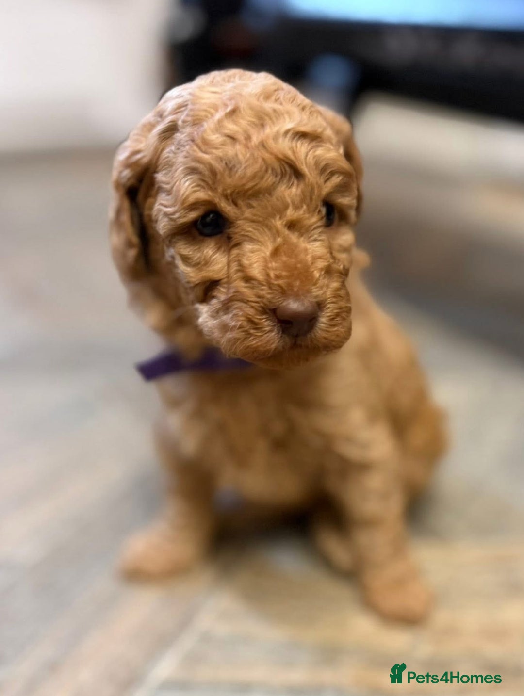 Miniature Poodle dogs for stud: Proven - KC REG MINIATURE POODLE STUD 🐩🐾 in Doncaster - Advert 15