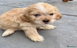 Mixed Breed dogs for sale: Mixed breed sm/md puppies  - Image 3