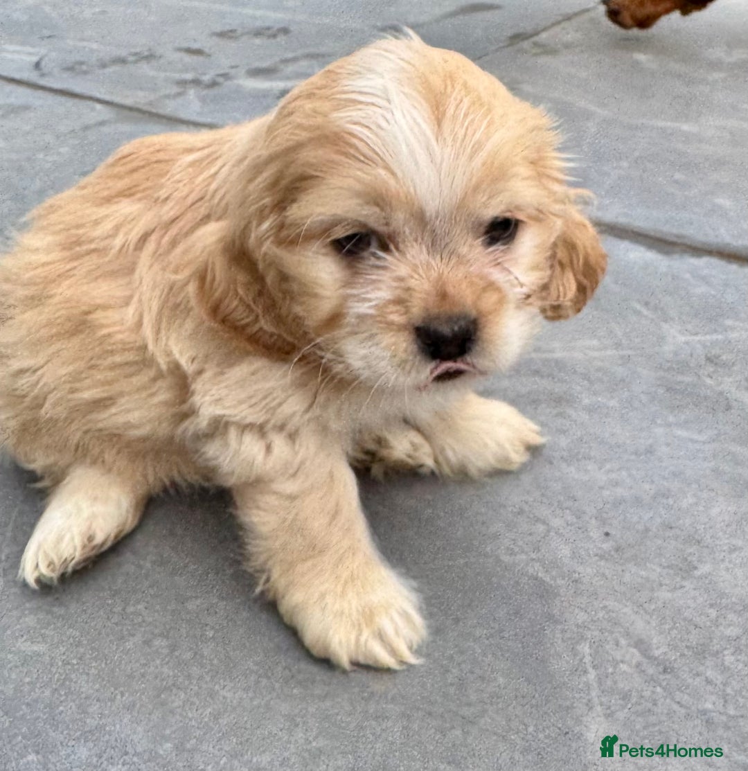 Mixed Breed dogs for sale: Mixed breed sm/md puppies  - Image 3