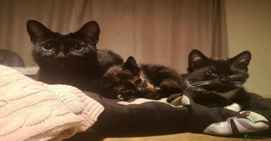 Mixed Breed cats - Advert 11