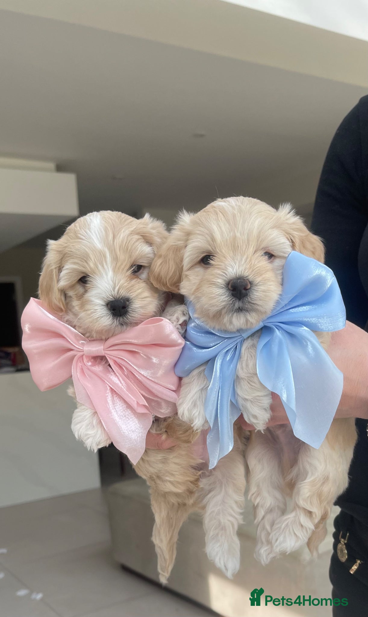 Maltipoo dogs Exceptional Korean Maltipoo Puppies - Advert 2