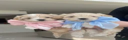Maltipoo dogs for sale: Exceptional Korean Maltipoo Puppies - Advert 2