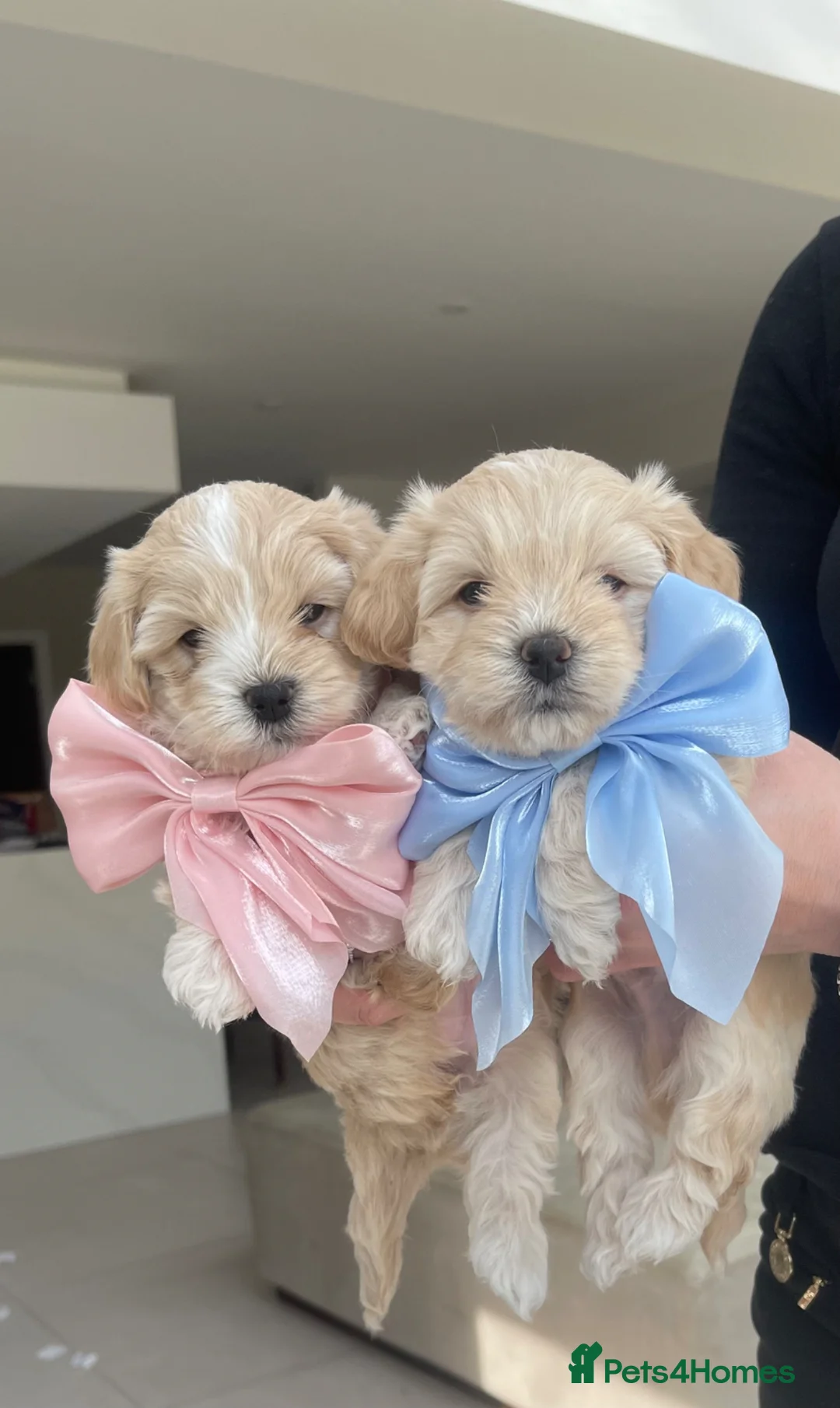 Maltipoo dogs for sale: Exceptional Korean Maltipoo Puppies - Advert 2