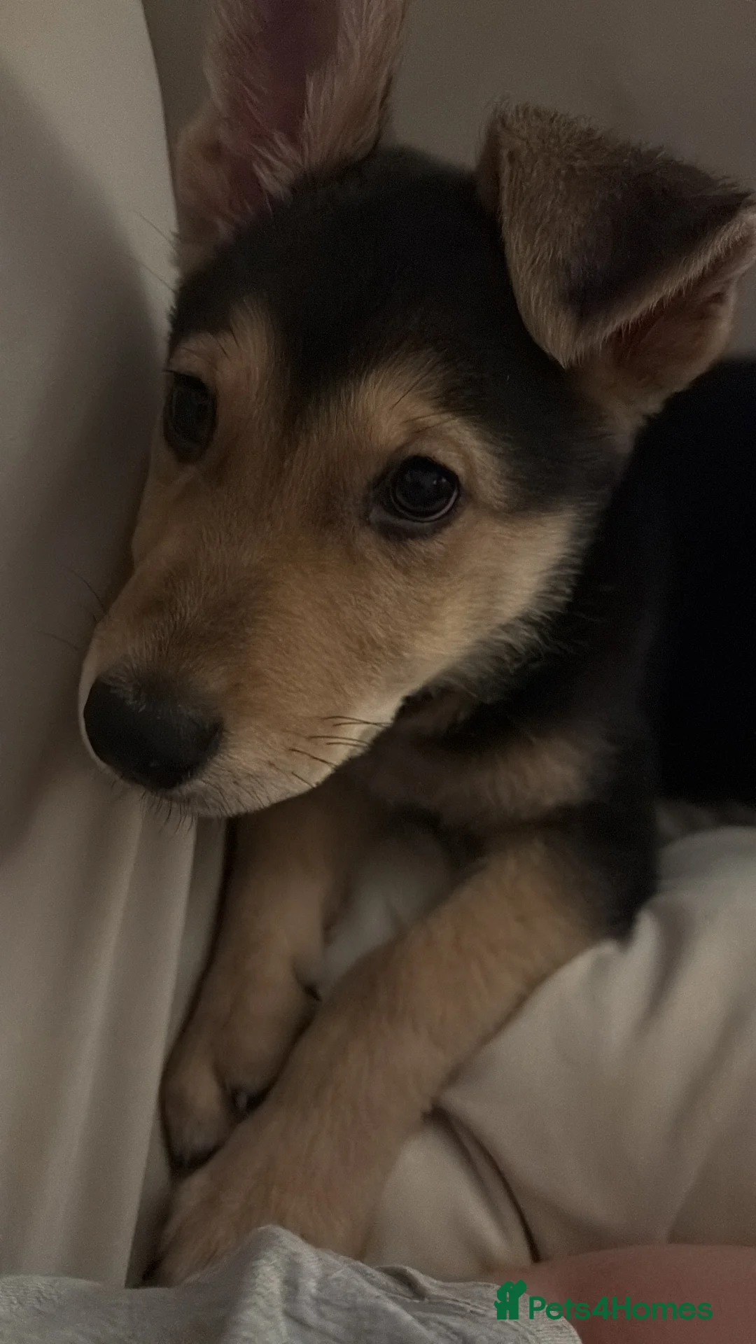 Mixed Breed dogs for sale: Urgent rehome needed for Axel. - Advert 3