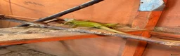 Iguana reptiles for sale: Stunning lime hypo zero Green iguana  - Advert 4
