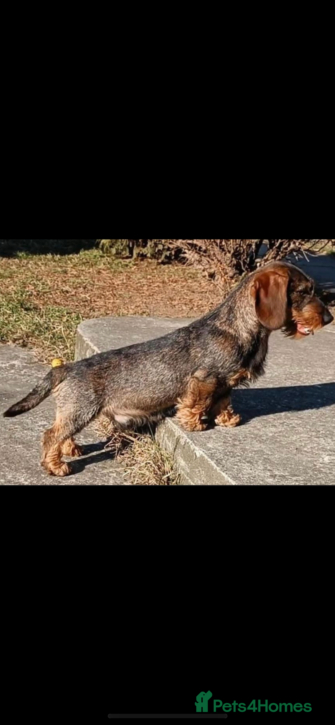 Dachshund dogs for sale: Wirehair dachshund (teckel)  - Image 4