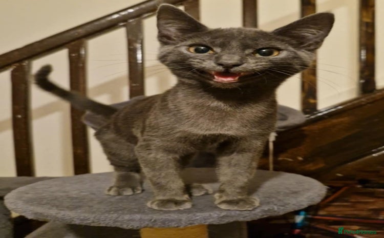 Mixed Breed cats - Advert 9