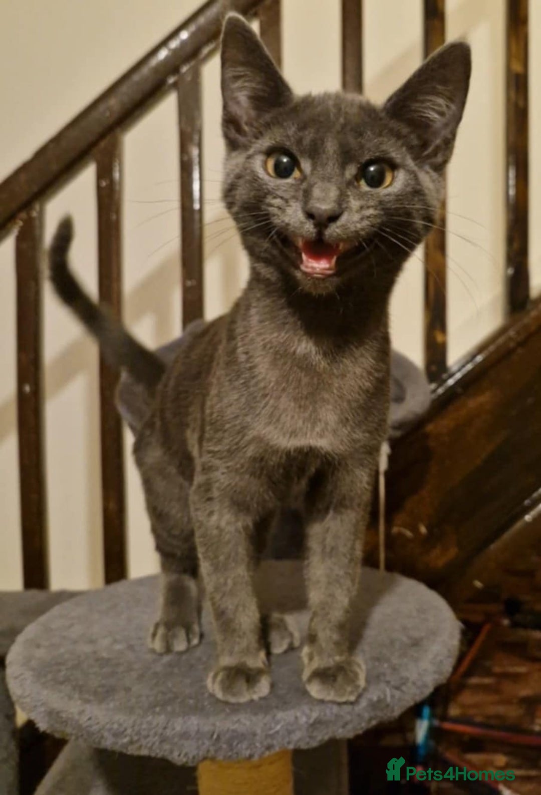 Mixed Breed cats for sale: Blue boy  - Image 1
