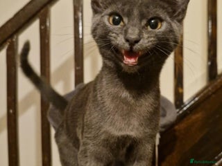 Mixed Breed cats - Advert 33