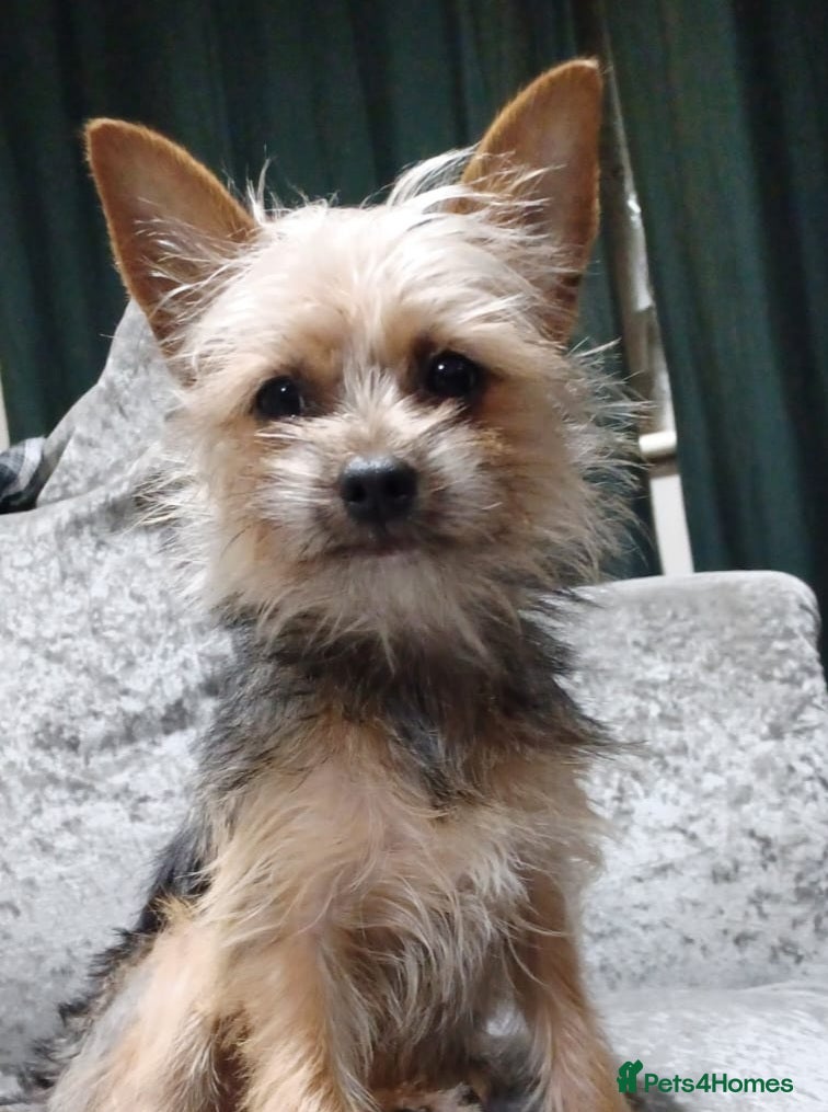 Chorkie dogs Chorkie - Advert 1