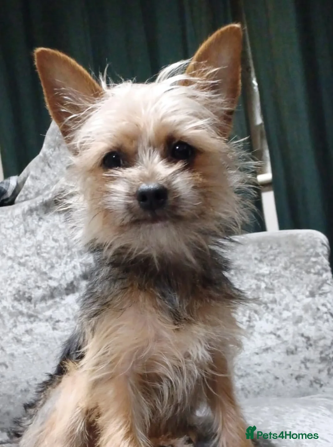 Chorkie dogs for sale: Chorkie - Advert 1