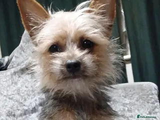 Chorkie dogs Chorkie - Advert 1