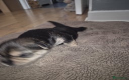 Yorkshire Terrier dogs for sale: Gorgeous yorkshire terrier puppies - Advert 5