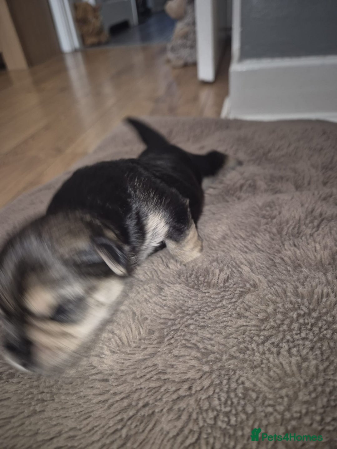 Yorkshire Terrier dogs for sale: Gorgeous yorkshire terrier puppies - Advert 5