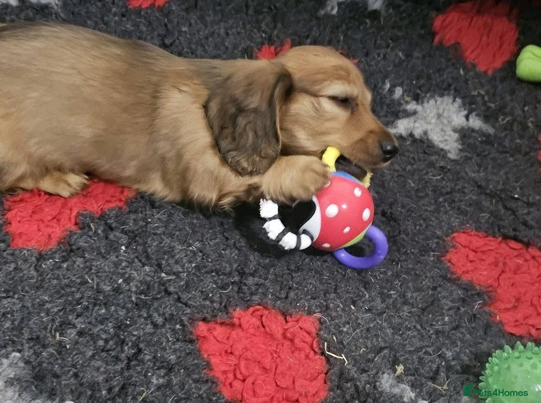 Miniature Dachshund dogs for sale: Miniature long haired Dachshund puppies Kc reg  - Advert 3