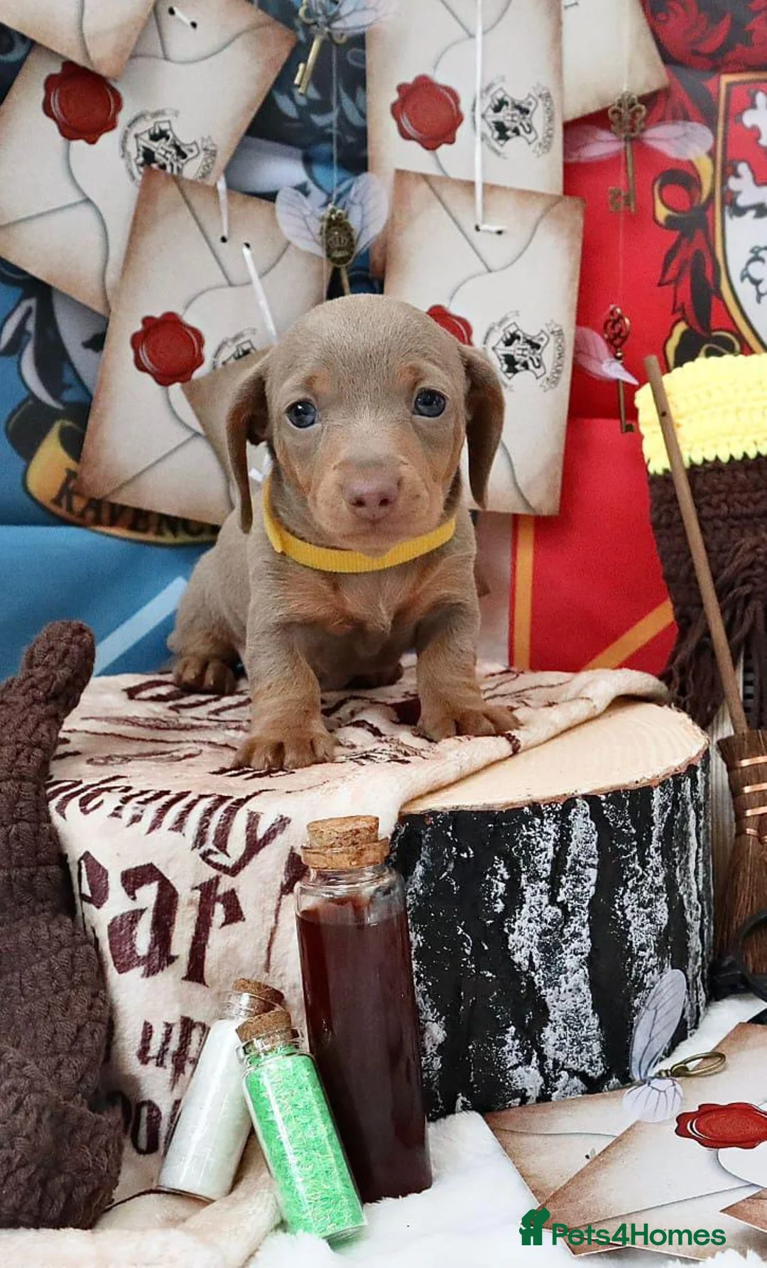 Miniature Dachshund dogs for sale: Sweet Miniature Dachshund Puppies - Advert 1