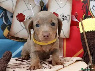 Miniature Dachshund dogs Sweet Miniature Dachshund Puppies - Advert 2
