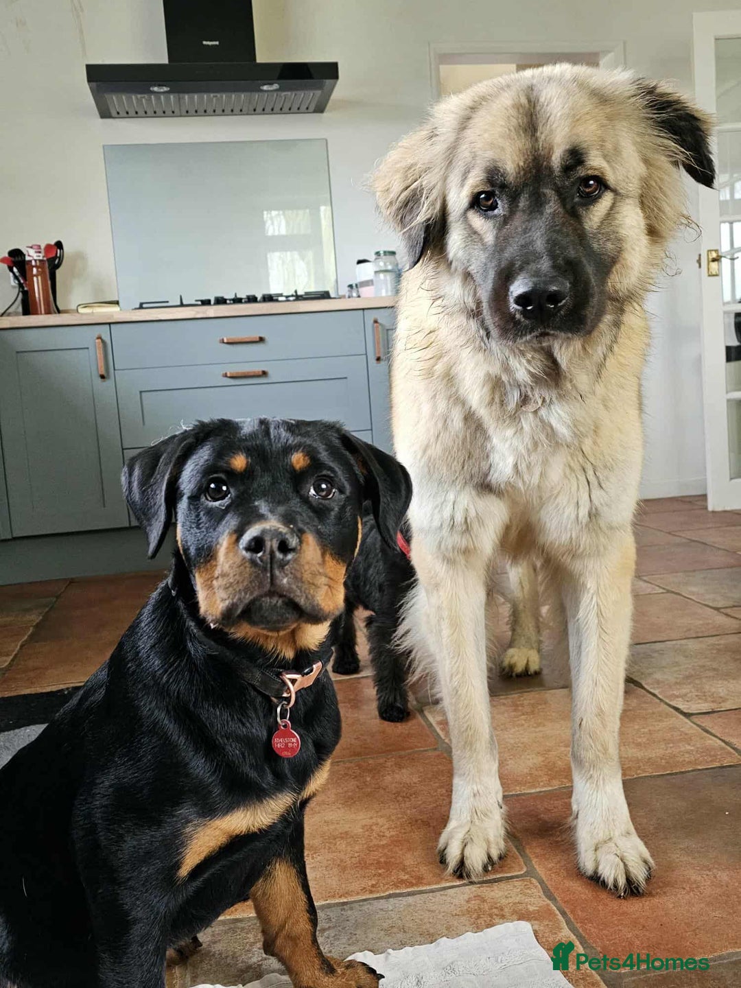 Mixed Breed dogs for adoption: TEDDY - Romanian Carpathian Shepherd Dog - Image 7