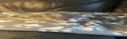Mixed Breed cats for sale: 5 beautiful kittens ready to go 17th Nov - Advert 3