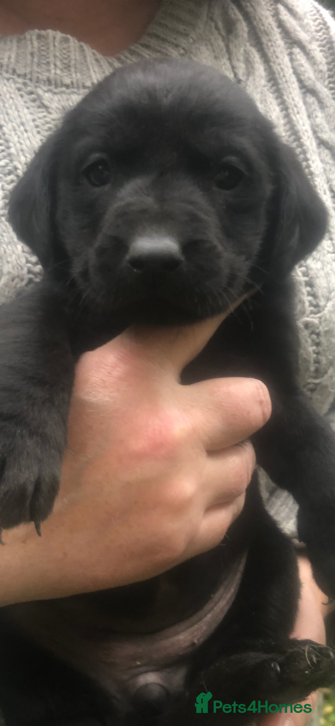 Labrador Retriever dogs for sale: Labrador puppies for sale - Image 12