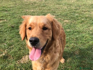 Golden Retriever dogs in Dunblane - Advert 18