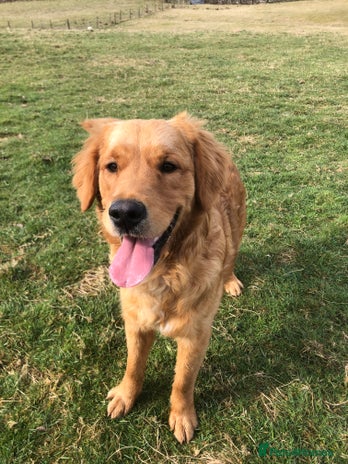 Golden Retriever dogs in Dunblane - Advert 1