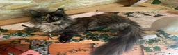 Maine Coon cats for sale: Imported polydactyl Russian Mainecoon Queen - Advert 2