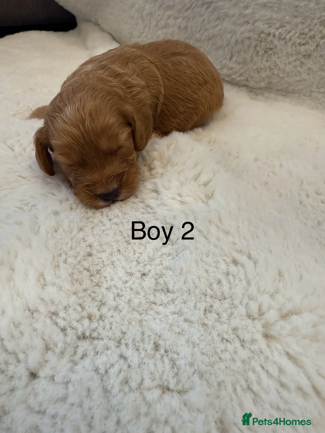 Cockapoo dogs for sale: F1 stunning cockerpoo puppies - Advert 26
