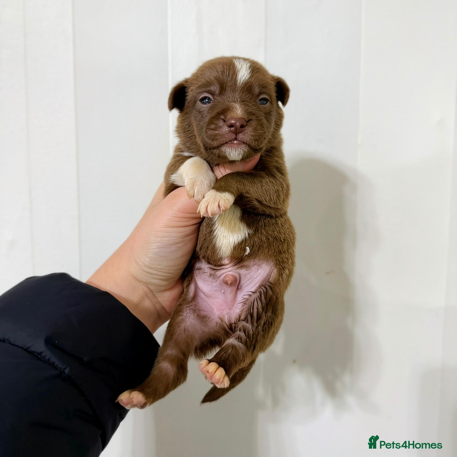 Mixed Breed dogs French Bull Jack Puppies - Advert 19