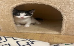 Mixed Breed cats for sale: Gorgeous mixed kittens from European Tabby breed - Image 5