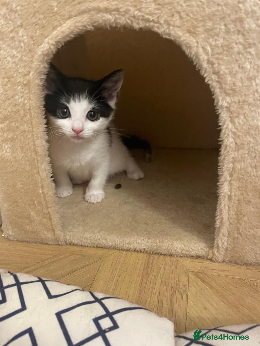 Mixed Breed cats for sale: Gorgeous mixed kittens from European Tabby breed - Image 5