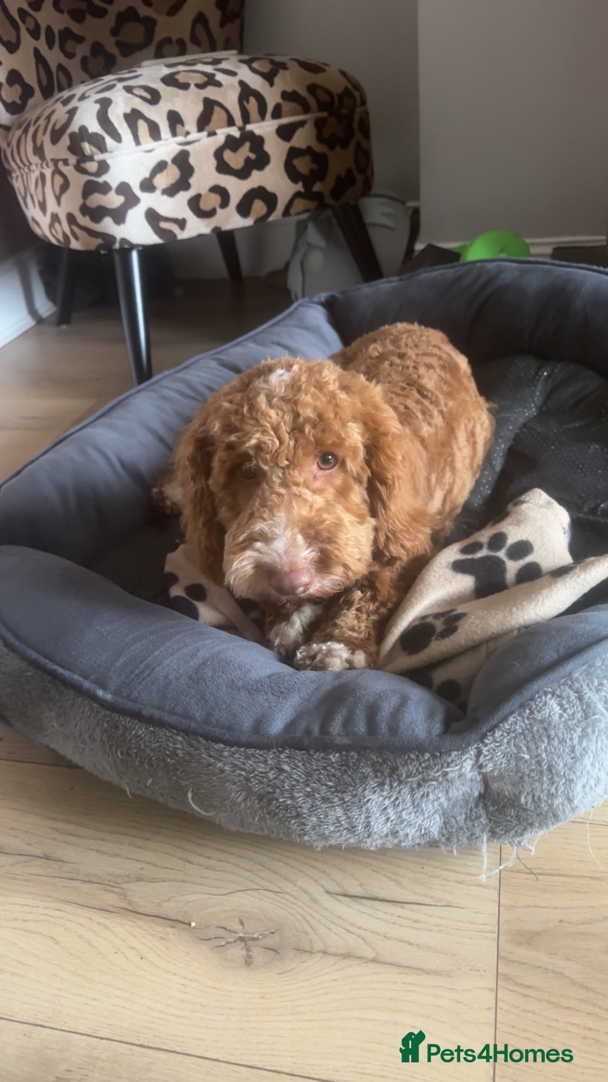 Cockapoo dogs Ziggy in Durham - Advert 7