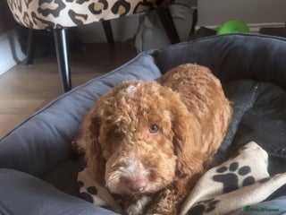 Cockapoo dogs for stud: Ziggy in Durham - Advert 1