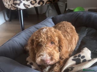 Cockapoo dogs Ziggy in Durham - Advert 13