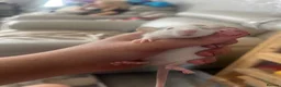 Rat rodents for sale: Baby dumbo rats  in Grantham - Advert 8