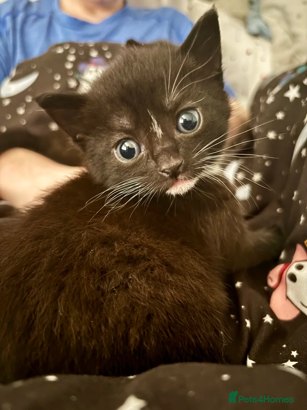 Mixed Breed cats for sale: 4 Beautiful Babies 🩵💞 - Advert 19