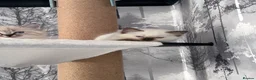 Ragdoll cats for sale: Female ragdoll seal point  - Advert 6