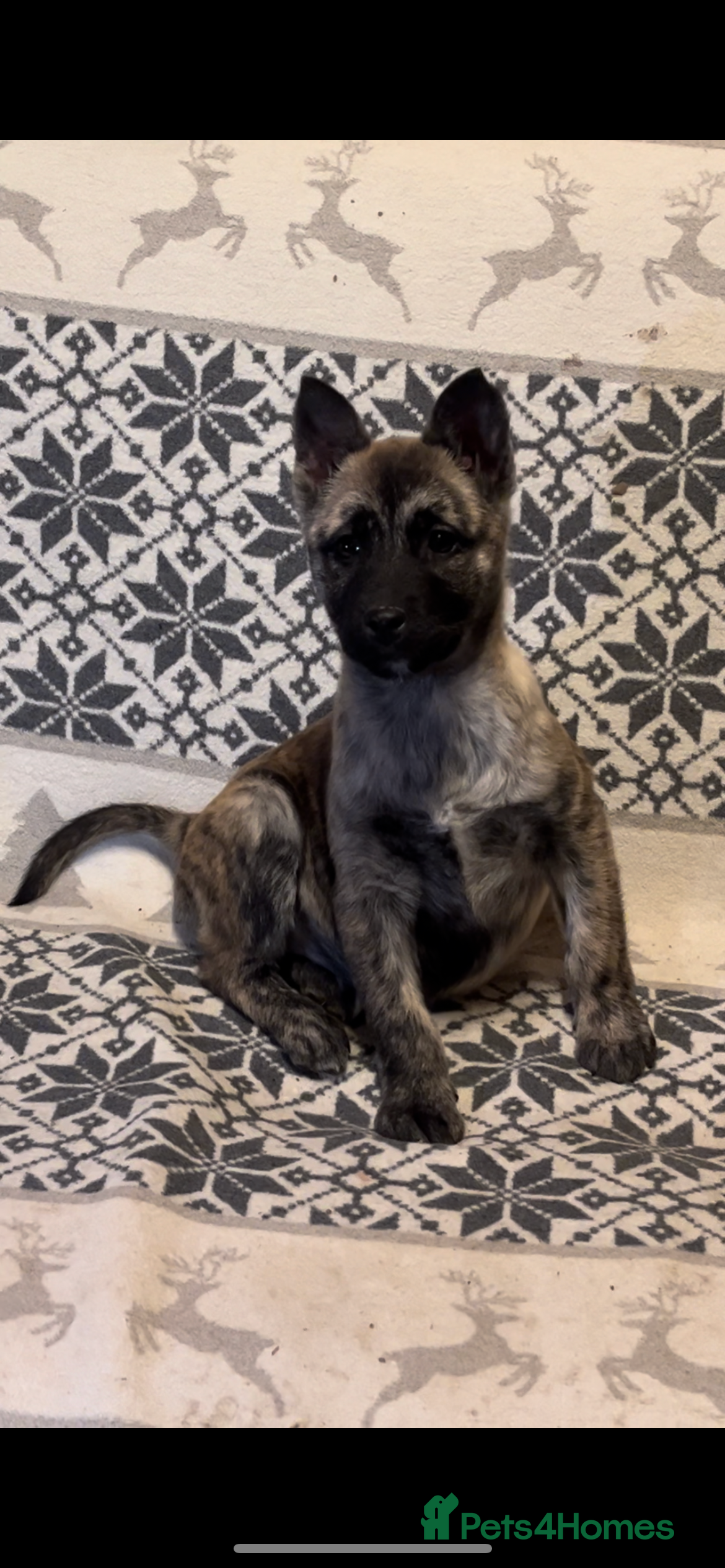 Huskita dogs Stunning little huski pups  - Advert 2