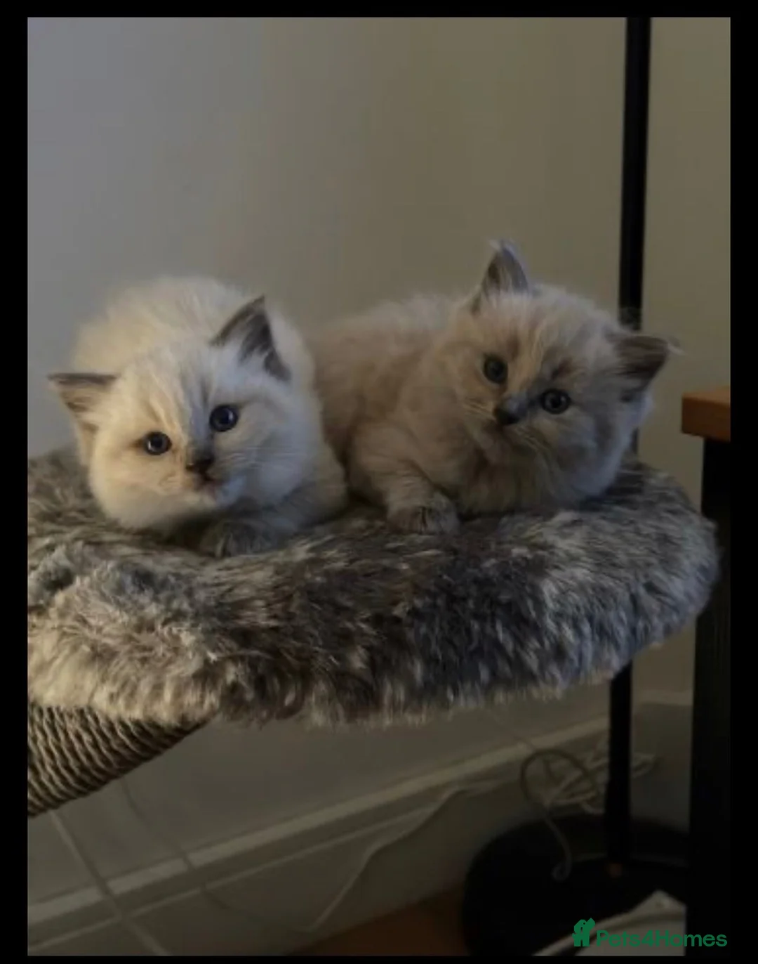 Ragdoll cats for sale: Adorable female ragdoll kittens - Advert 4
