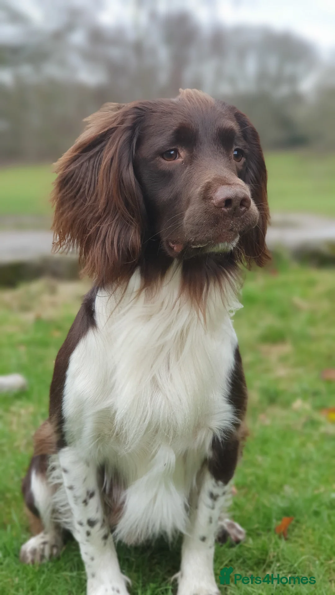 English Springer Spaniel dogs for stud: English Springer Spaniel Stud  in Derby - Advert 19