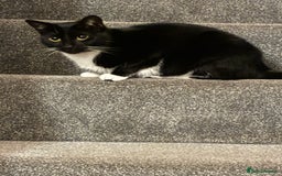 Mixed Breed cats for sale: Black and White House cat  - Image 2