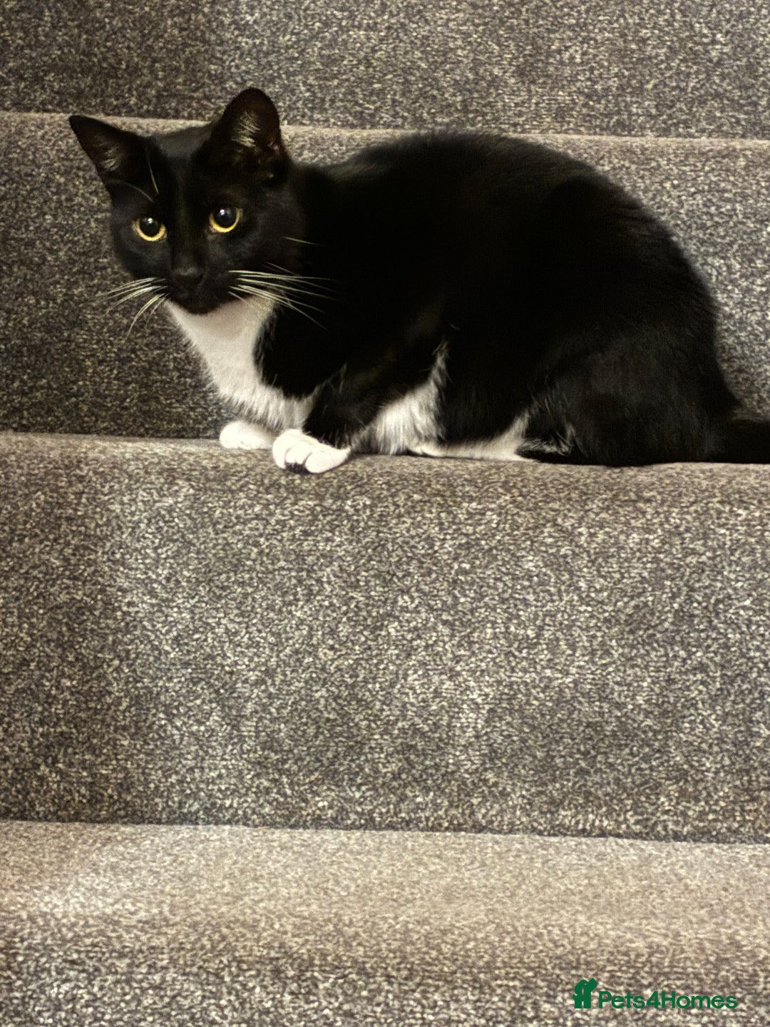 Mixed Breed cats for sale: Black and White House cat  - Image 2