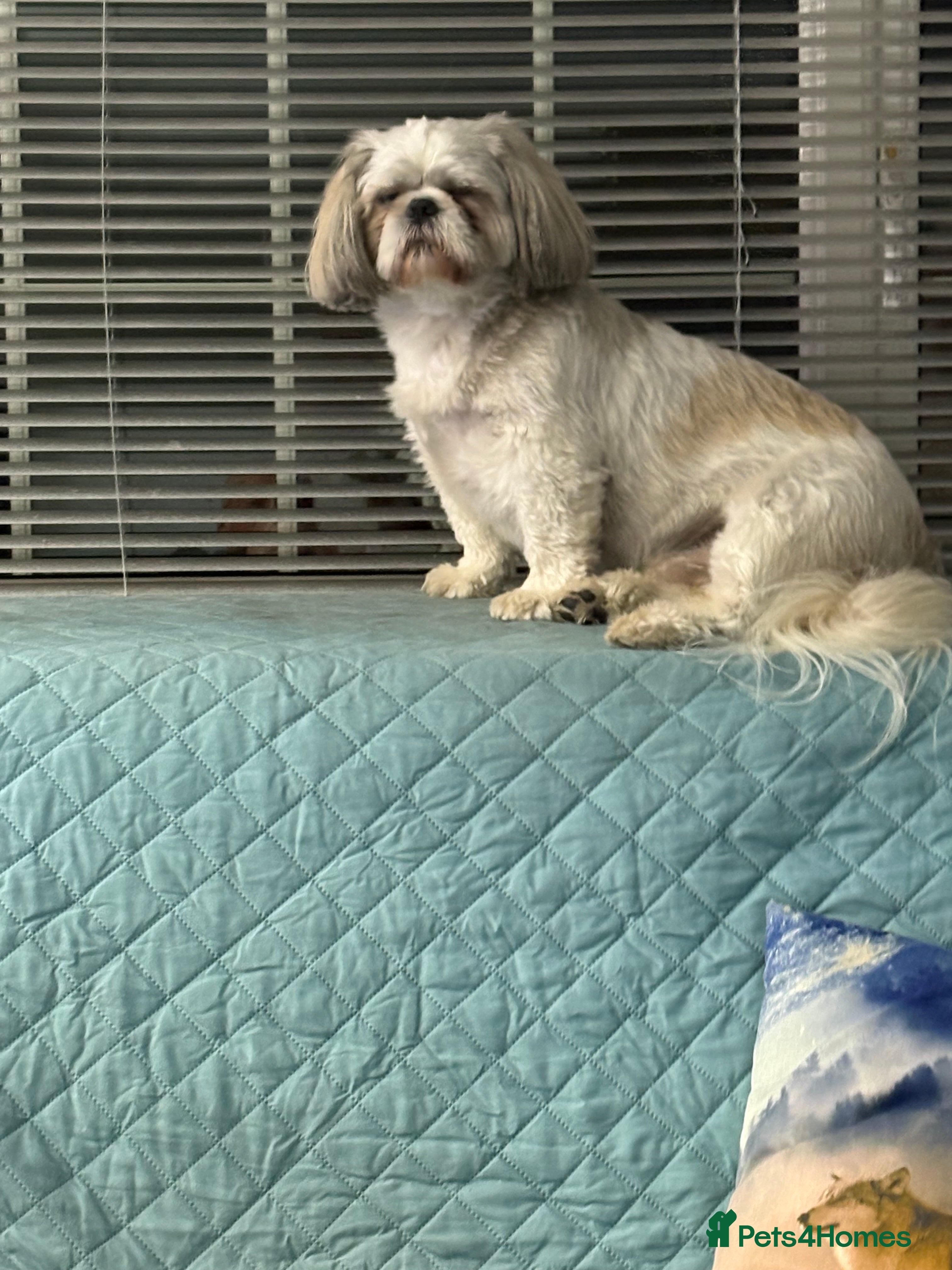 Shih Tzu dogs Buster - Advert 11