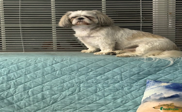 Shih Tzu dogs Buster - Advert 2