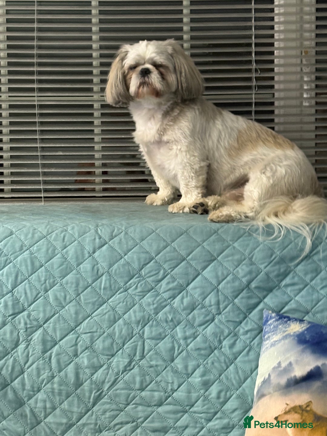 Shih Tzu dogs for stud: Buster - Advert 1