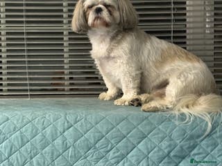 Shih Tzu dogs Buster - Advert 6