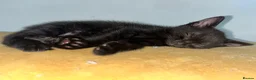 Mixed Breed cats for sale: 🐾BlackBrown Tabby Kittens needing Forever Homes🐾 in London - Advert 19