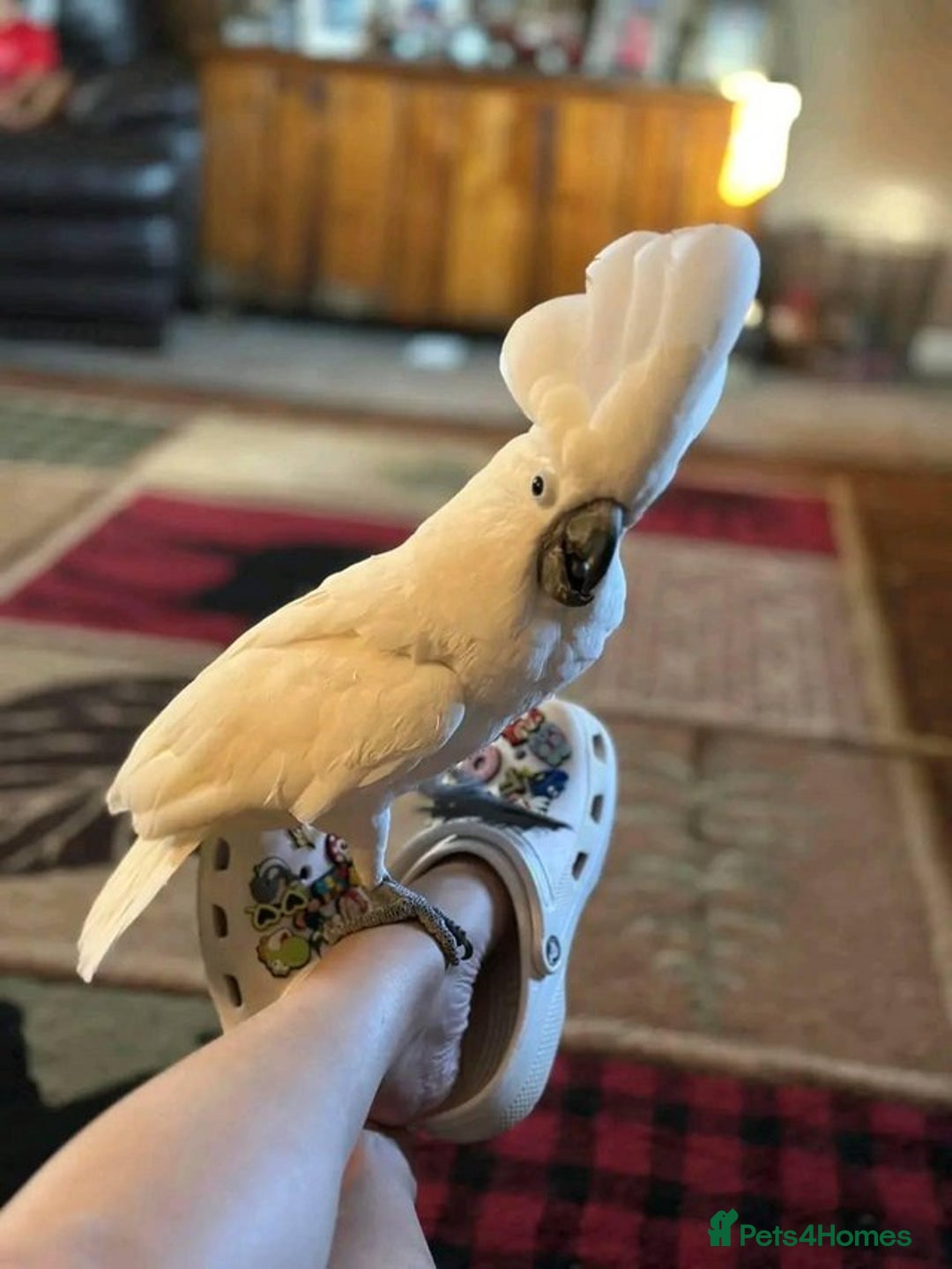 Cockatoo birds for sale: Hand-Reared Tame Umbrella Cockatoo Parrot  - Image 1