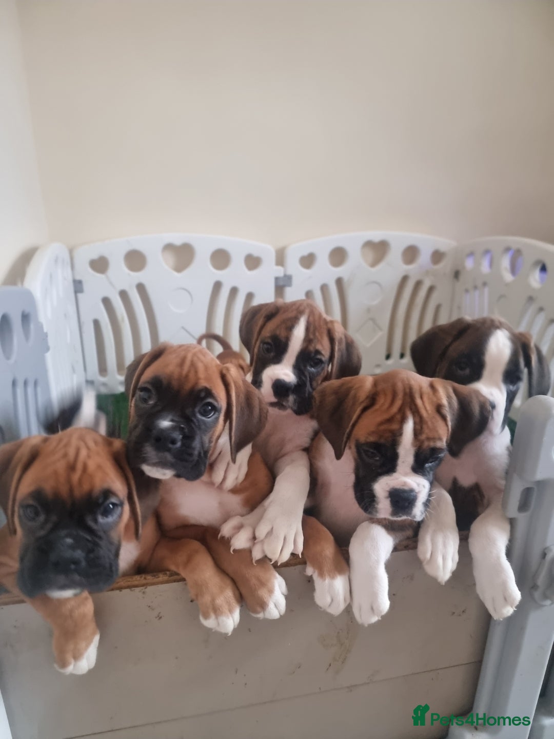 Boxer dogs Ready Now Outstanding  KC Boxer puppies - Advert 3